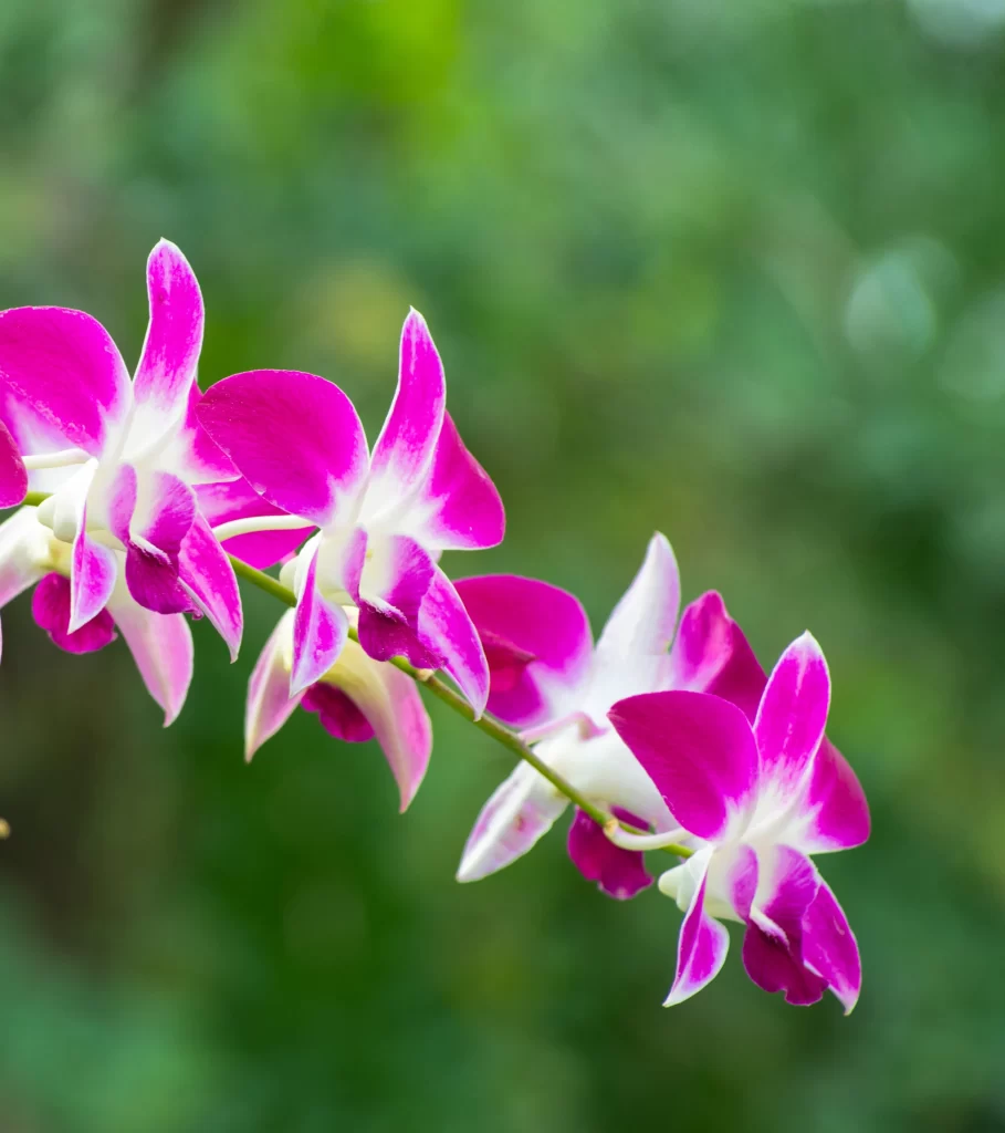 Vibrant Pink Orchid Petals Blooming gray Nature