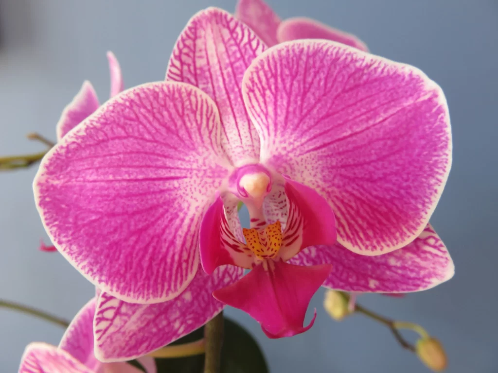 Vibrant Pink Orchid Petals Stripes Yellow warm Center
