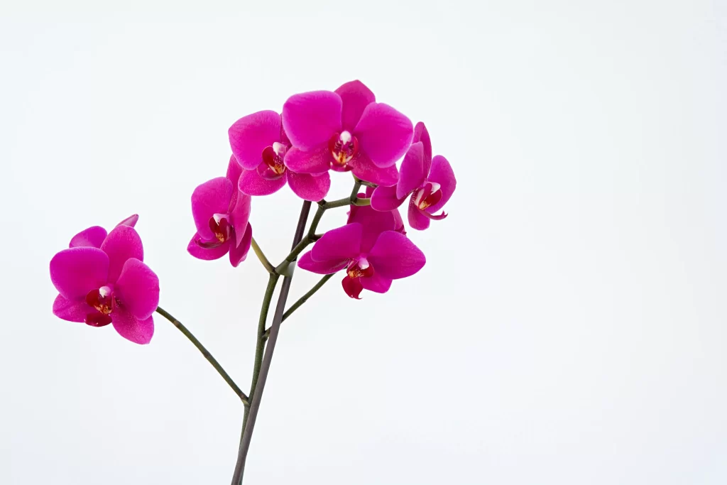 Vibrant Pink Orchid Petals white Blooming