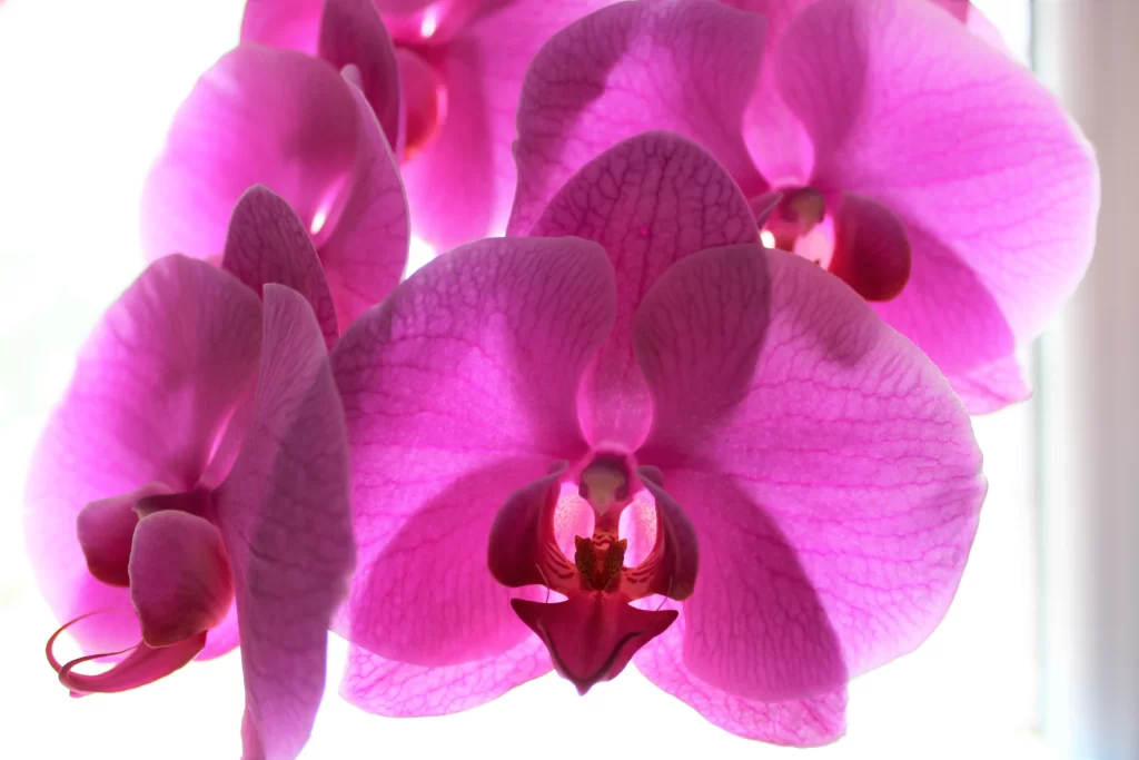 Vibrant Pink Orchid Petals Veins Center