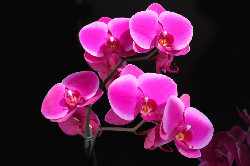 Vibrant Pink Orchid Petals Blooms Dark warm Background