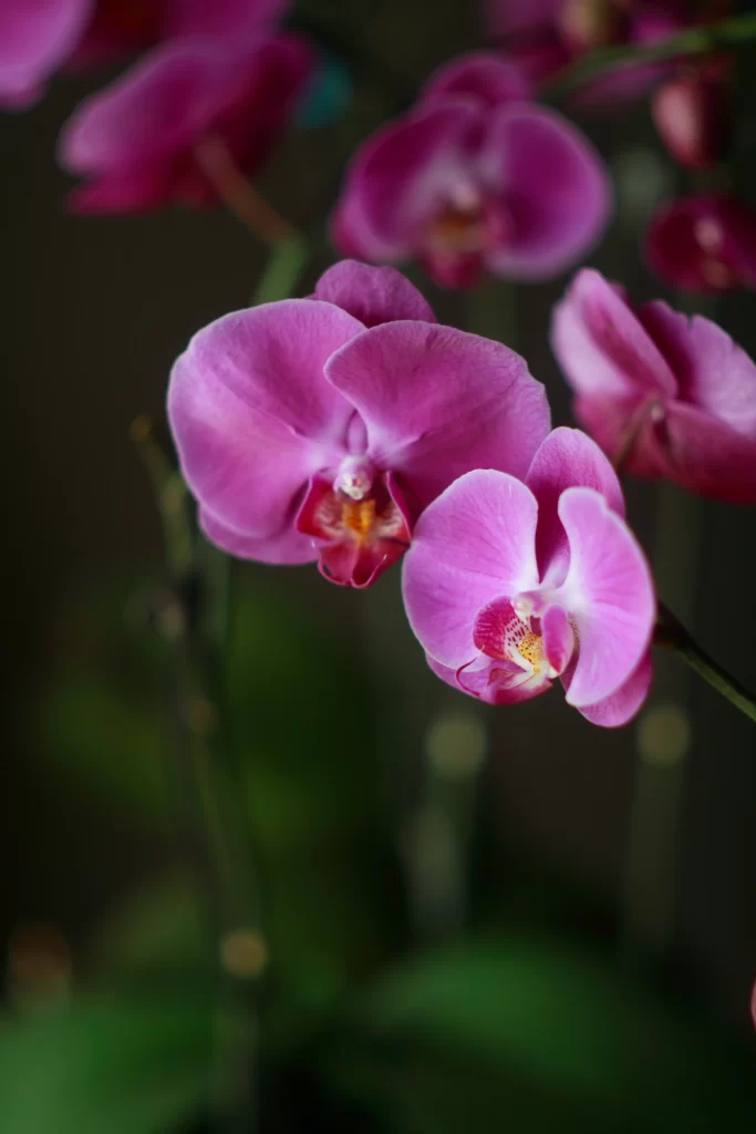 Vibrant Pink Orchid Petals gray Blooming