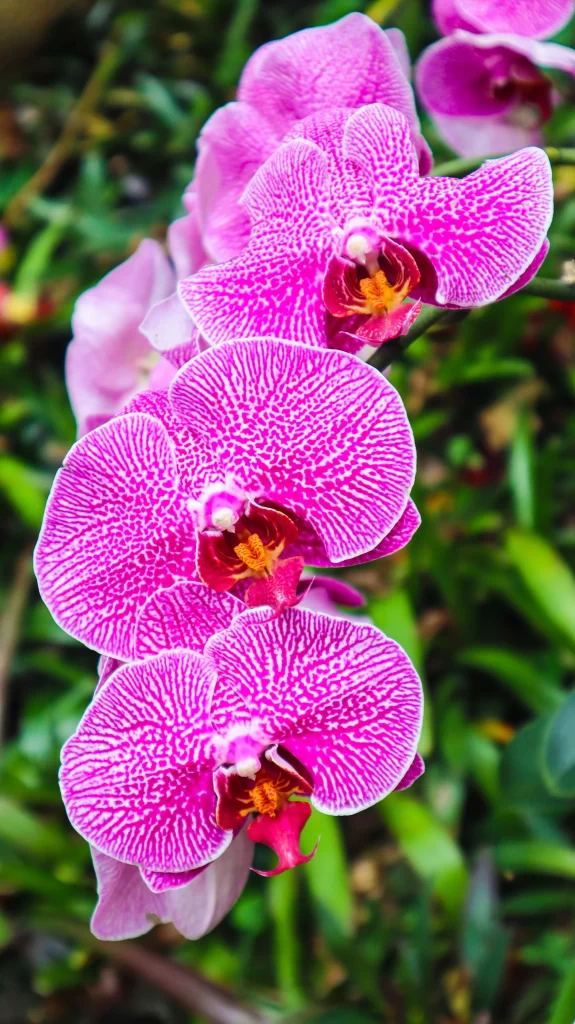 Vibrant Pink Orchid Petals Stripes Yellow warm Center