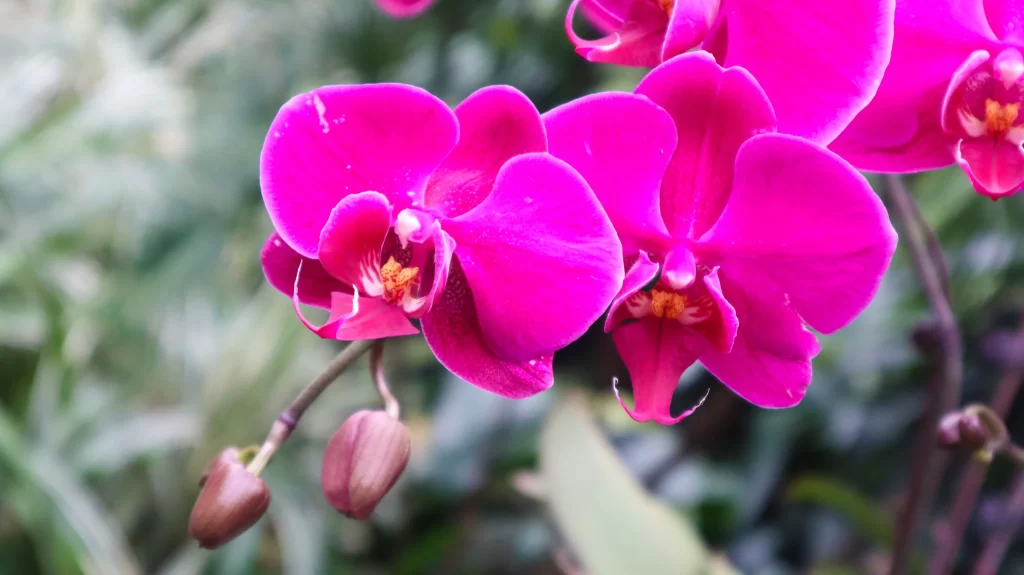 Vibrant Pink Orchid Petals Blooming warm Nature