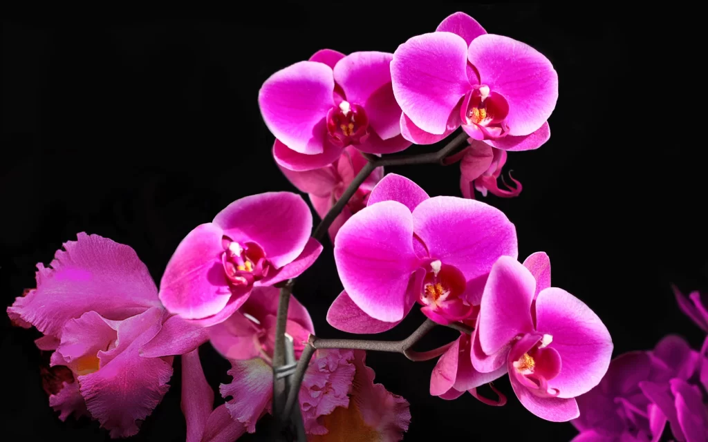 Vibrant Pink Orchid Petals Blooms Dark warm Background
