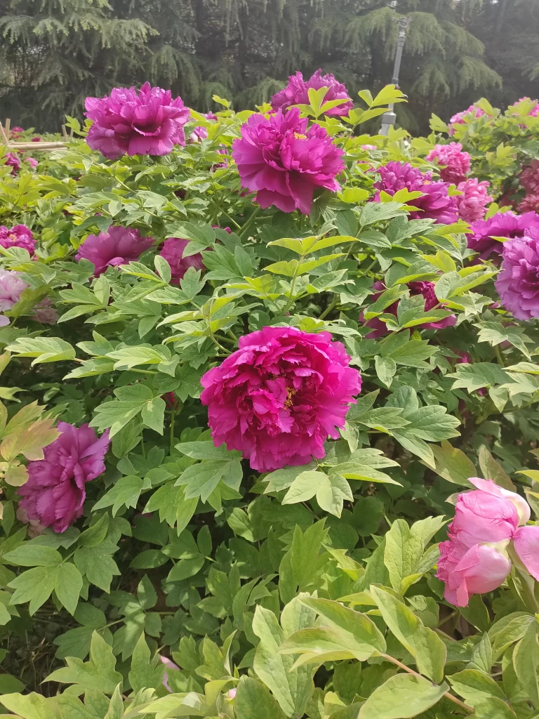 Vibrant Pink Peony Blooms Petals Green Leaves