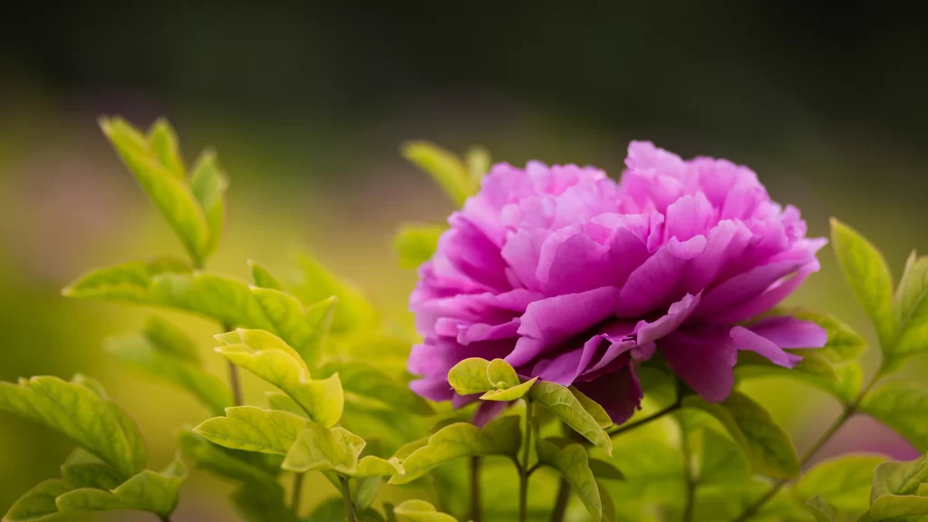 Vibrant Pink Peony Full Petals Green Leaves