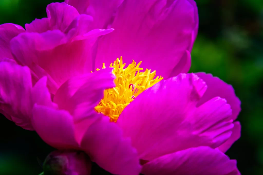 Vibrant Pink Peony Petals Yellow Stamen