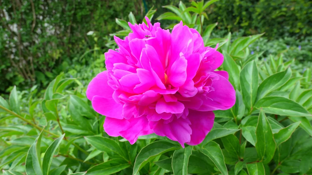 Vibrant Pink Peony Petals Ruffled Green Leaves