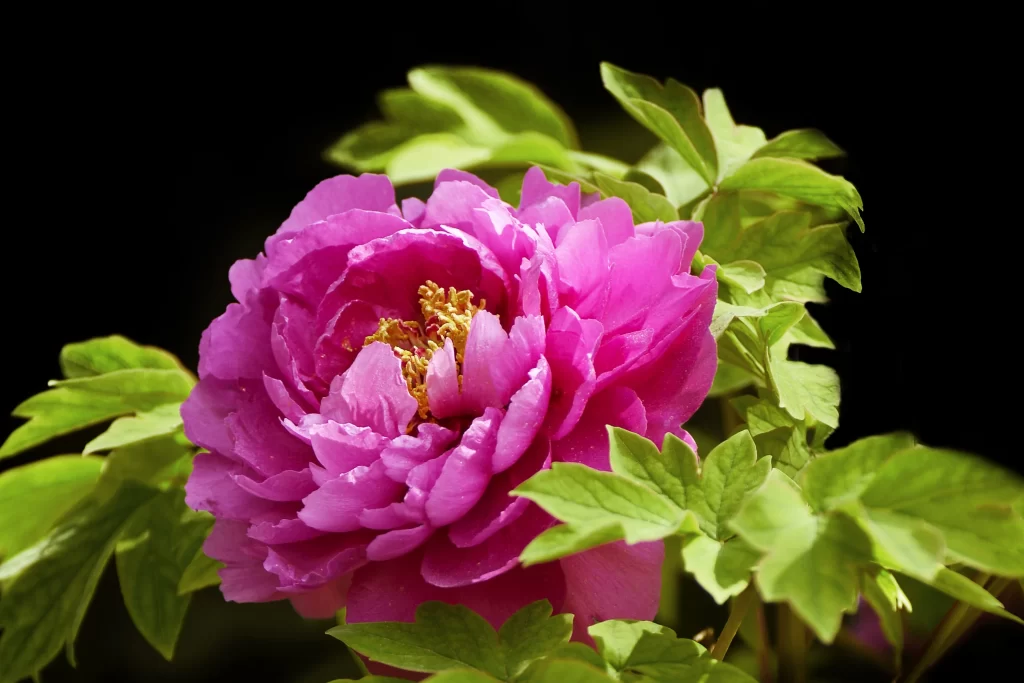 Vibrant Pink Peony Petals Green Leaves