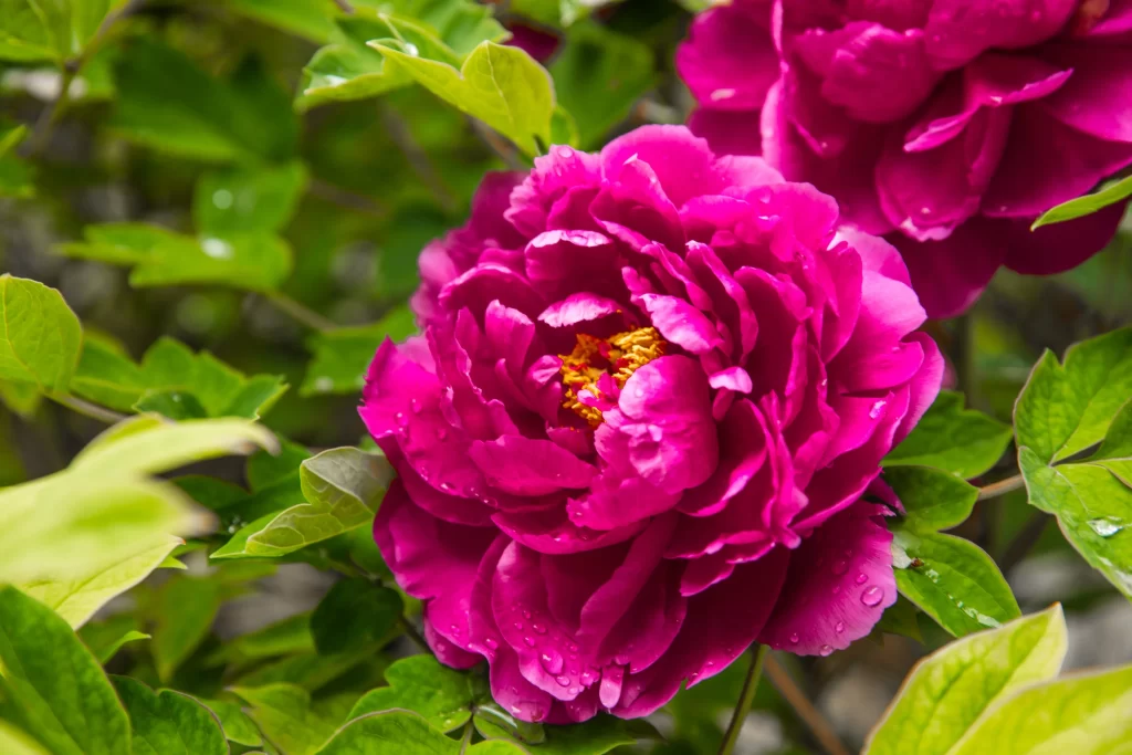 Vibrant Pink Peony Petals Dewdrops Green warm Leaves