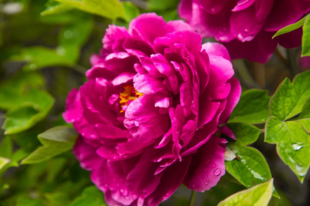 Vibrant Pink Peony Petals Dewdrops Green warm Leaves