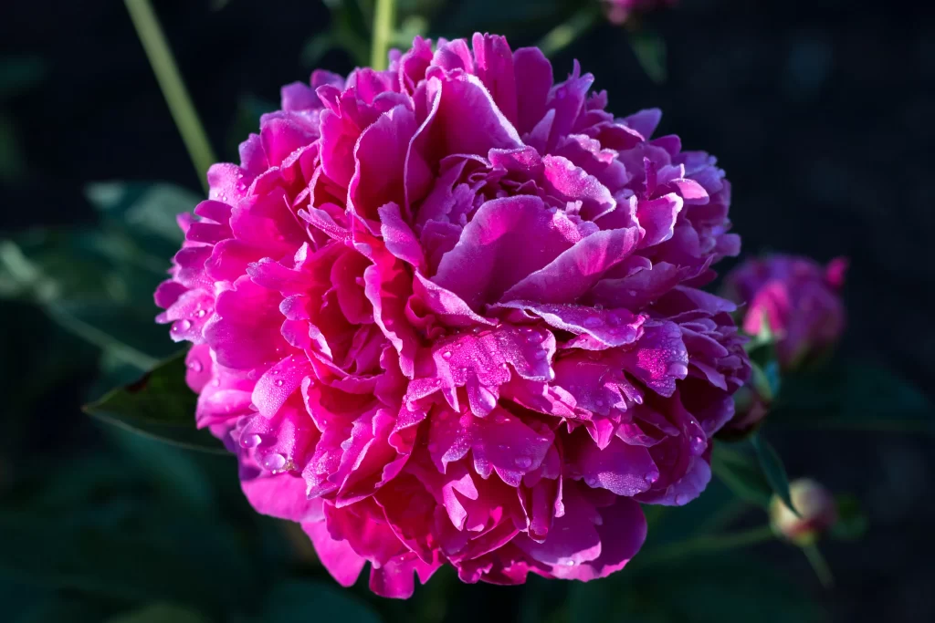 Vibrant Pink Peony Petals Dewdrops Dark Background