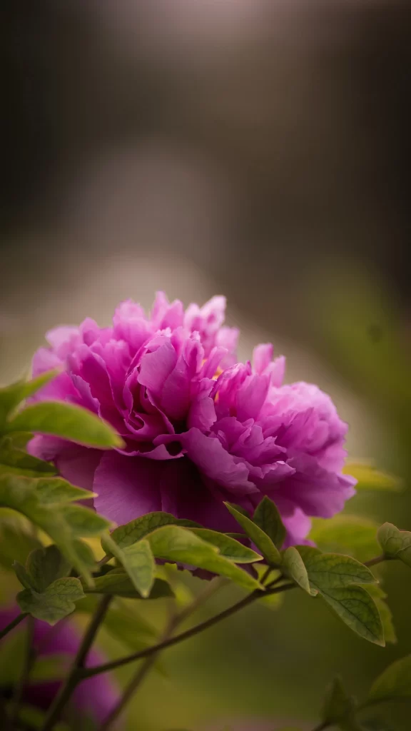 Vibrant Pink Peony Ruffled Petals Green Leaves