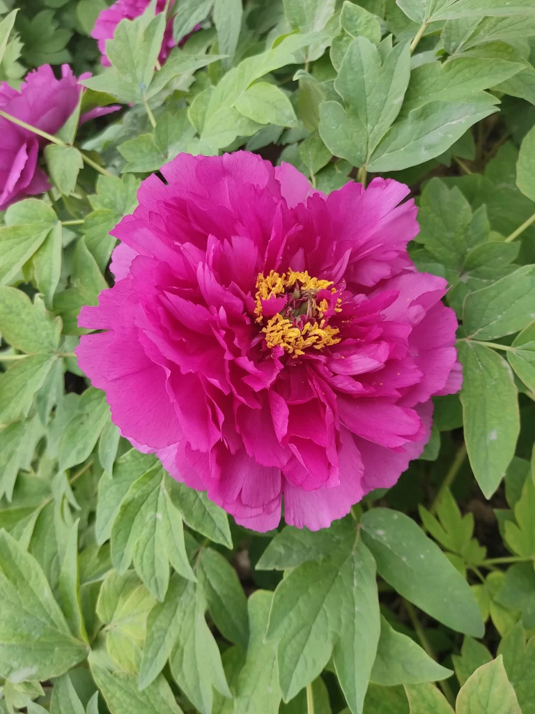 Vibrant Pink Peony Ruffled Petals Yellow Center