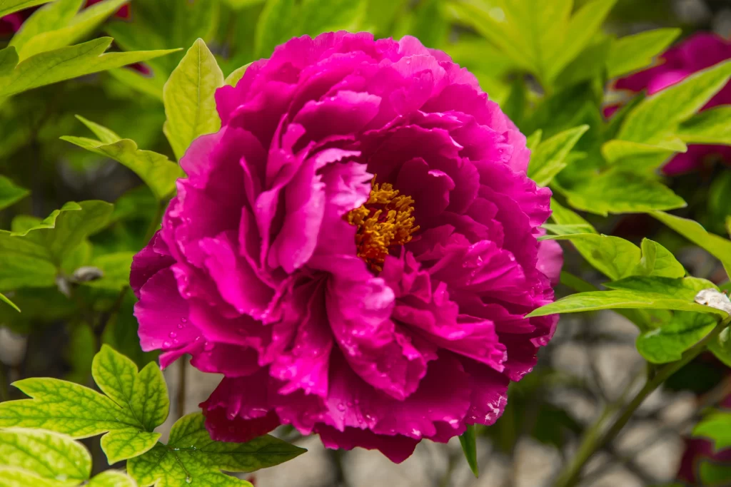 Vibrant Pink Peony Ruffled Petals Yellow Stamen