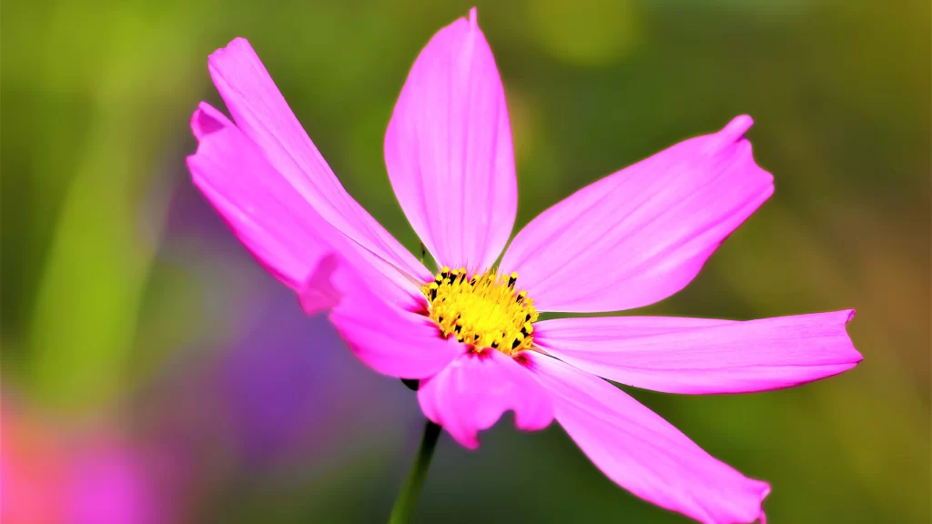 Vibrant Pink Petals Yellow Center Delicate Blooming