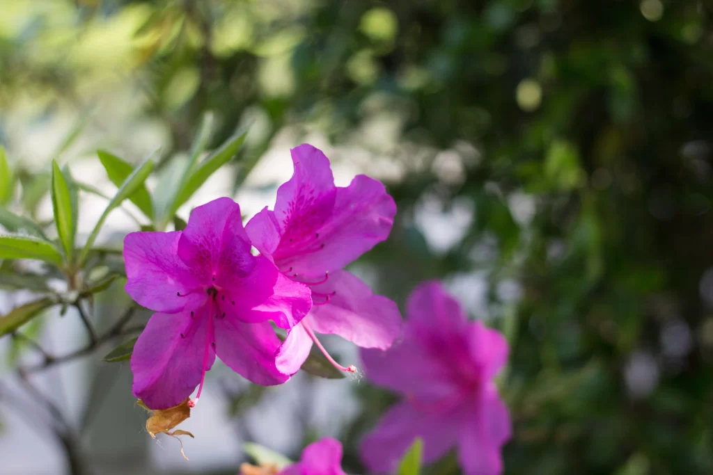 Vibrant Pink Rhododendron Petals Blooming gray Nature