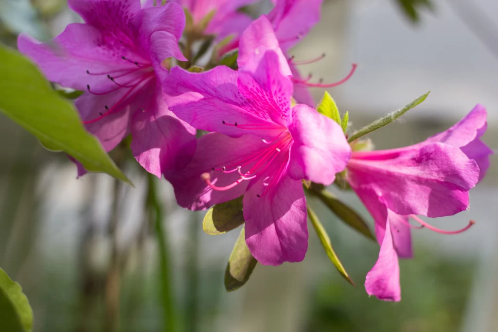 Vibrant Pink Rhododendron Petals Sunlight Delicate