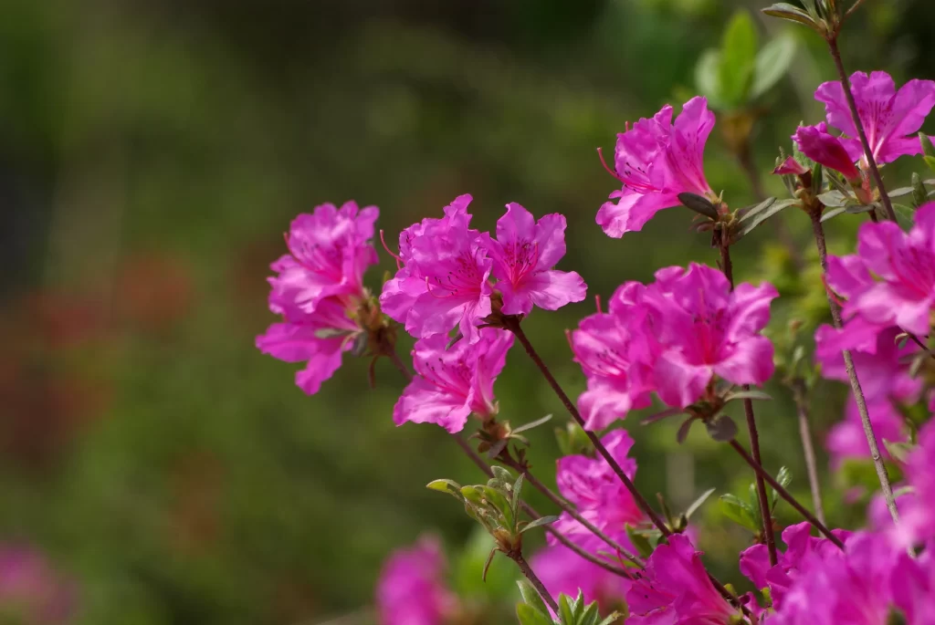 Vibrant Pink Rhododendron Blooming Petals Nature