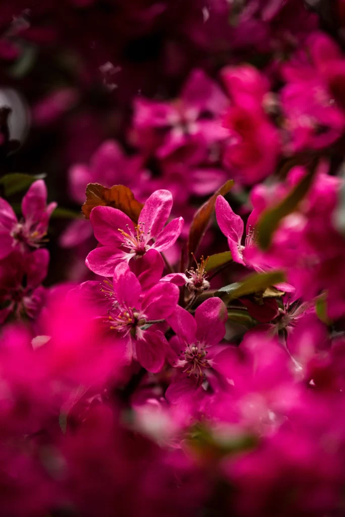 Vibrant Pink Rhododendron Petals Dense Blooms