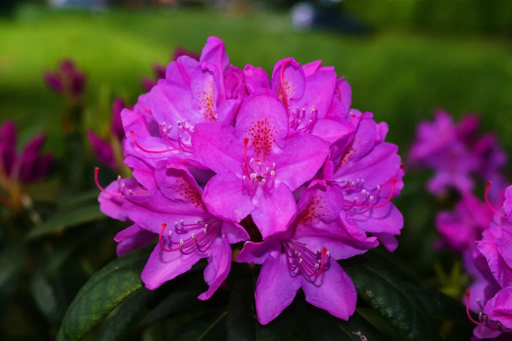 Vibrant Pink Rhododendron Petals Blooming warm Nature