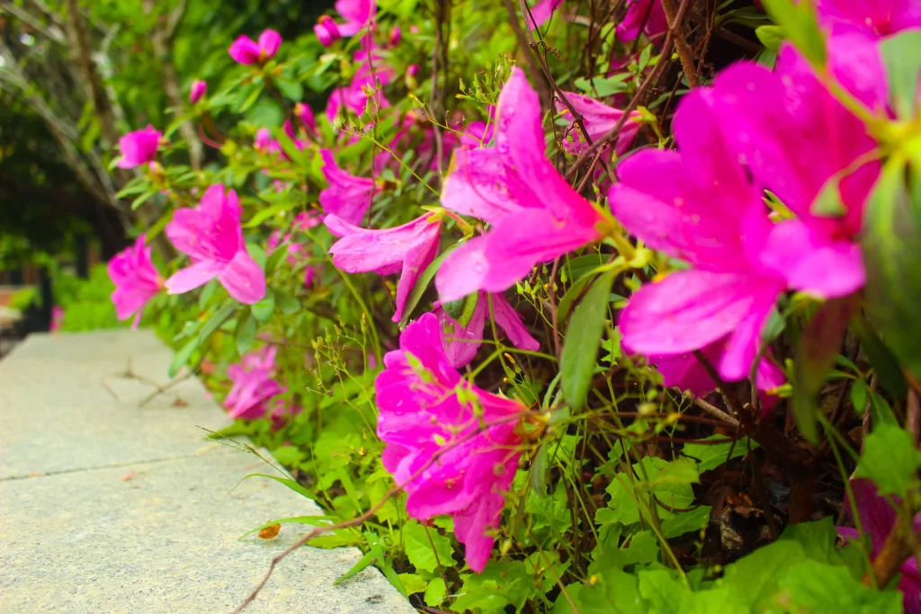 Vibrant Pink Rhododendron Petals Blooming Lush Greenery