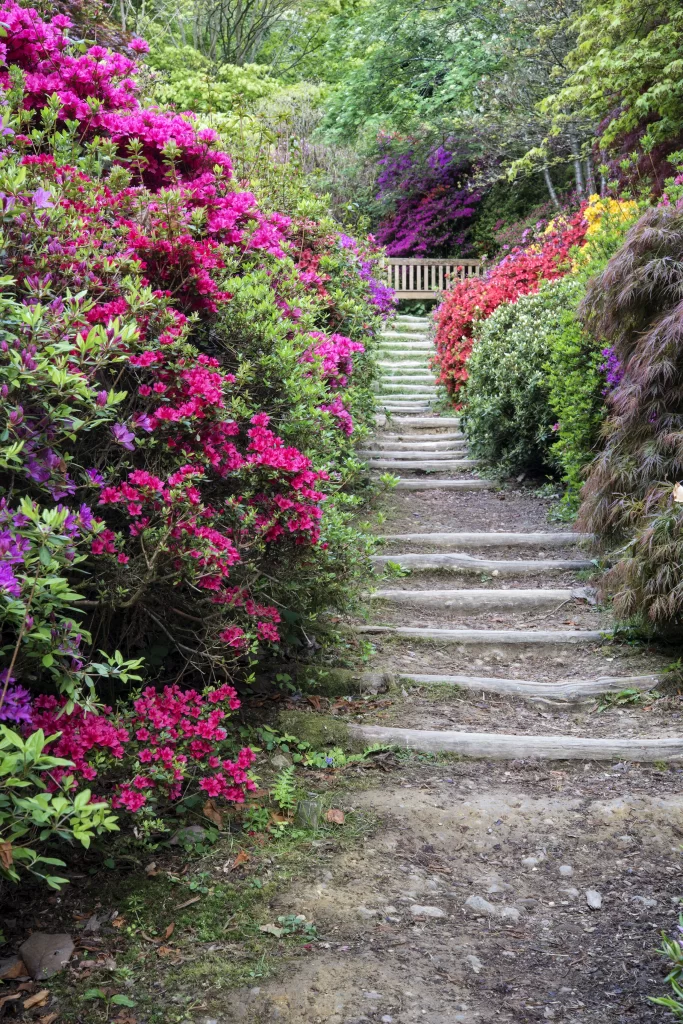 Vibrant Pink Rhododendron Blooms Dense Foliage Stone Pathway
