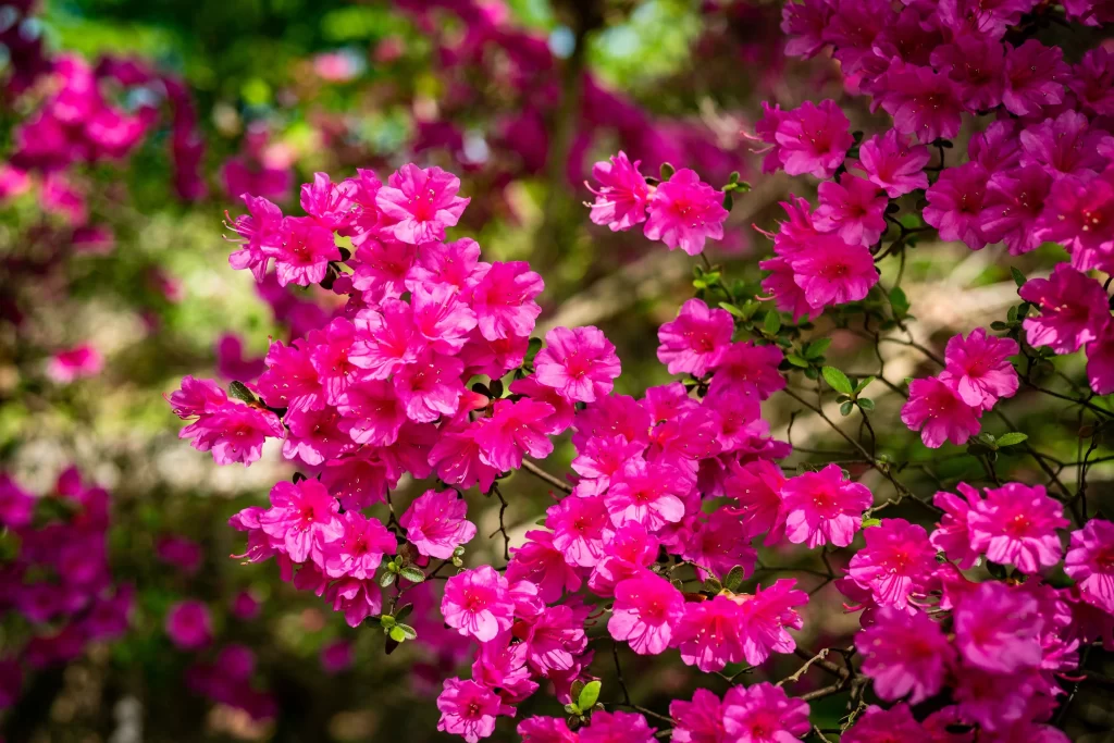 Vibrant Pink Rhododendron Blooming Petals Dense warm Cluster