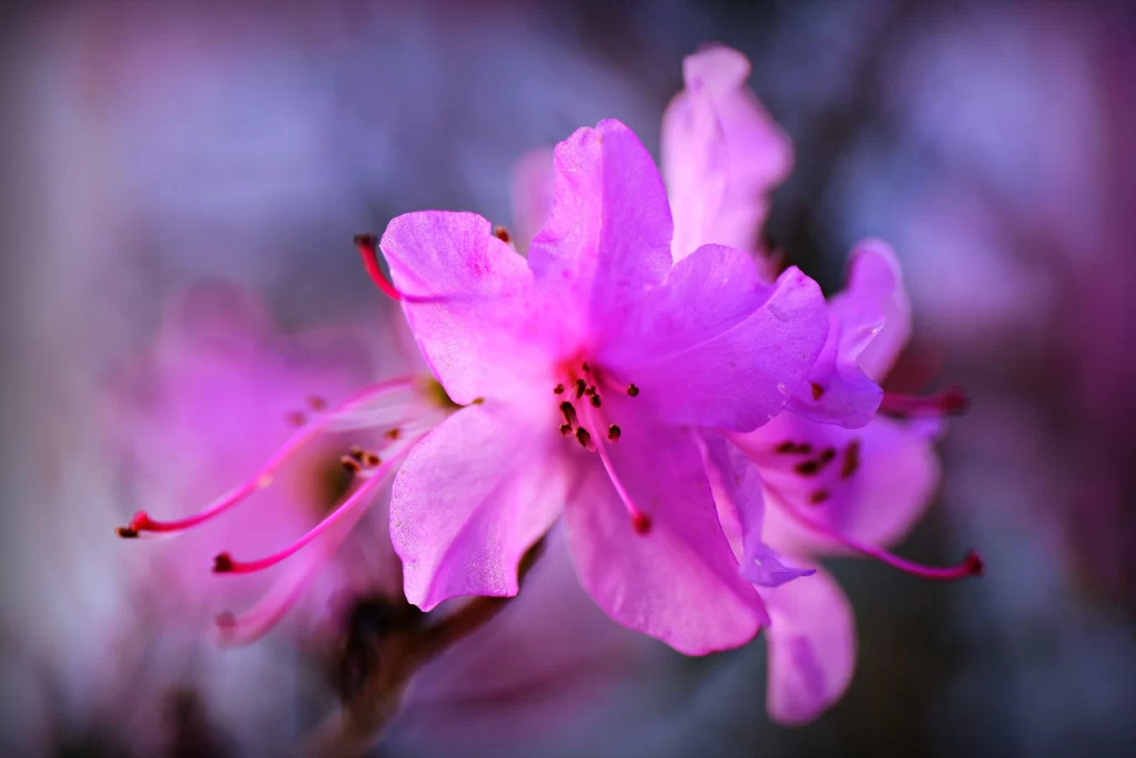 Vibrant Pink Rhododendron Petals Delicate Stamen