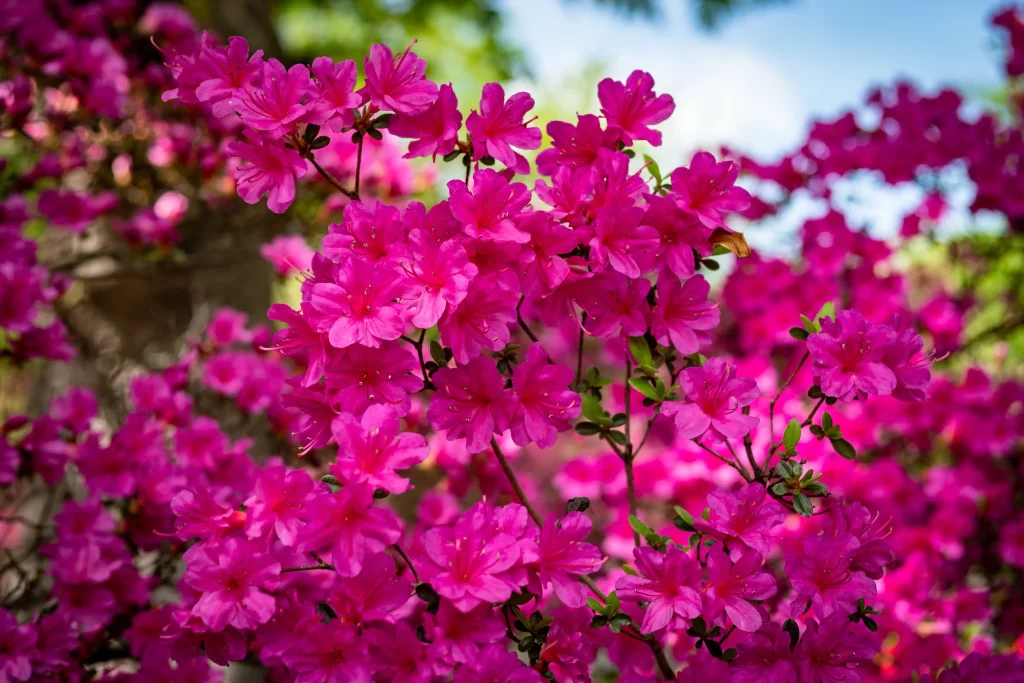 Vibrant Pink Rhododendron Blooming Petals Dense