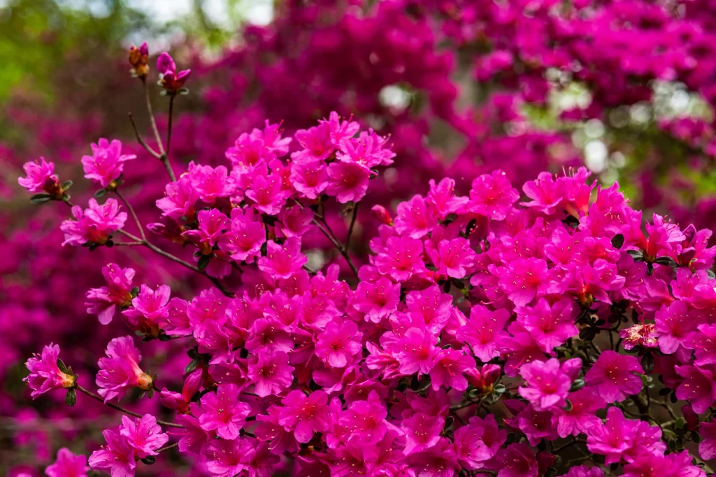 Vibrant Pink Rhododendron Blooming Petals Dense warm Cluster
