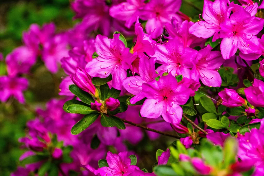 Vibrant Pink Rhododendron Petals Dense Blooms Green Leaves
