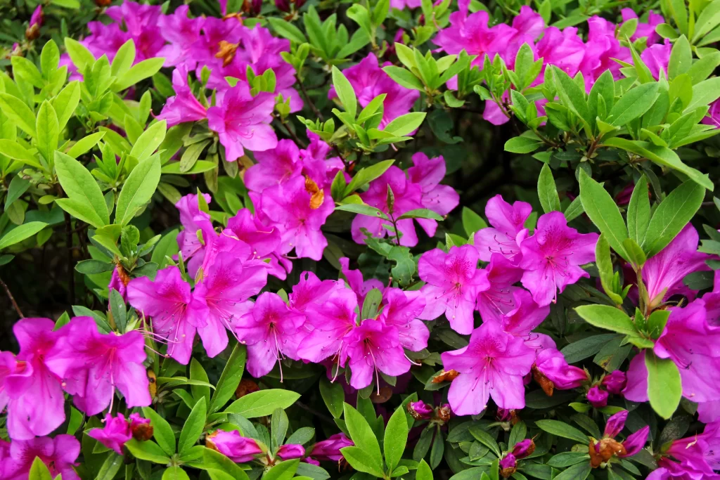 Vibrant Pink Rhododendron Blooming Petals Dense Foliage
