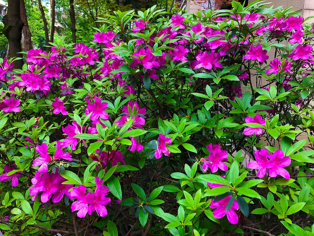 Vibrant Pink Rhododendron Blooming Petals Lush Greenery