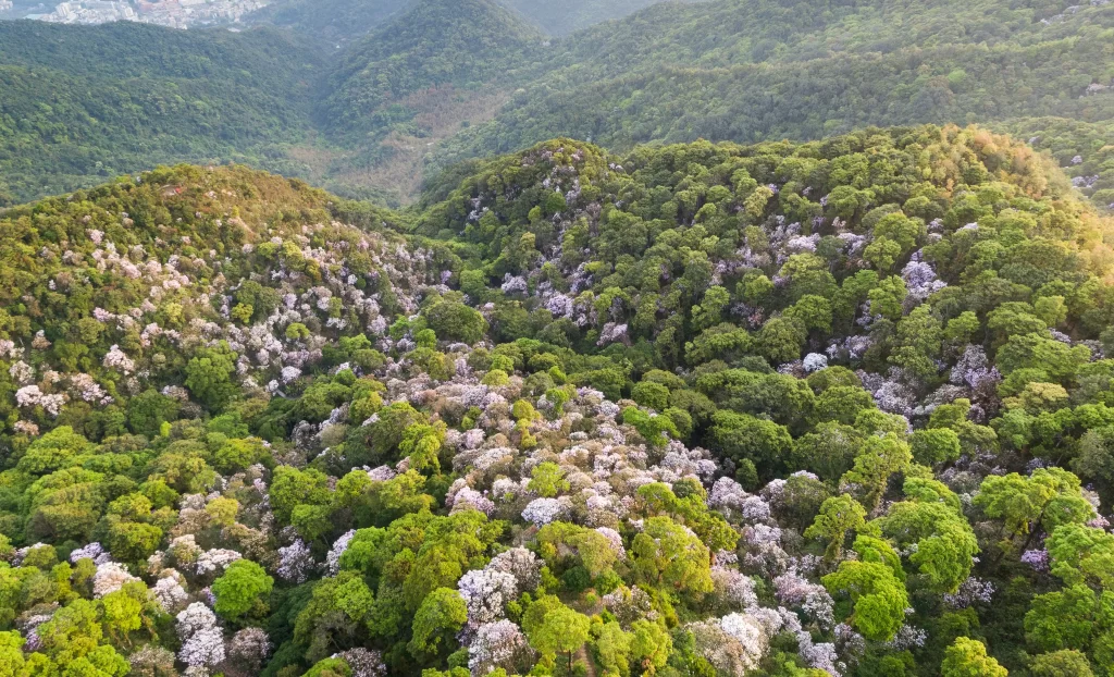 Vibrant Pink Rhododendron Blooms Dense Forest Greenery