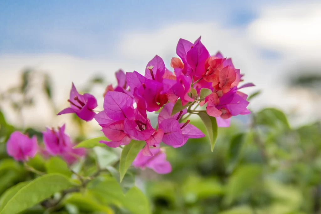 Vibrant Pink Rhododendron Petals Dense Cluster