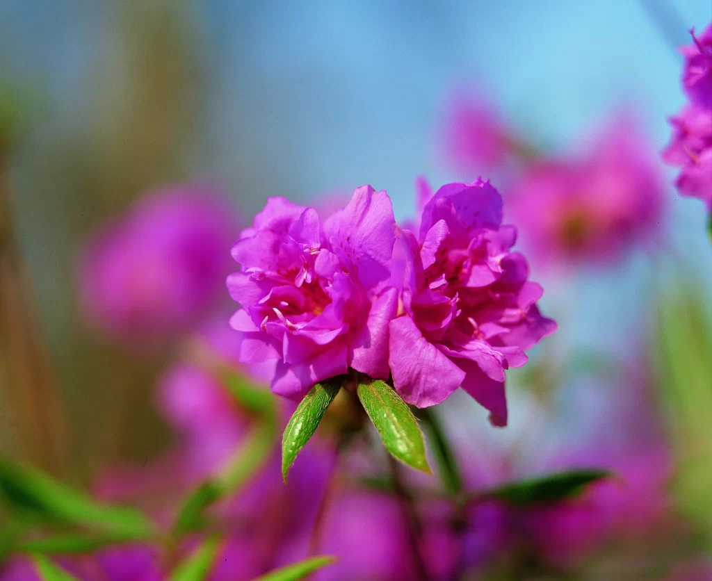 Vibrant Pink Rhododendron Petals Blooming warm Nature