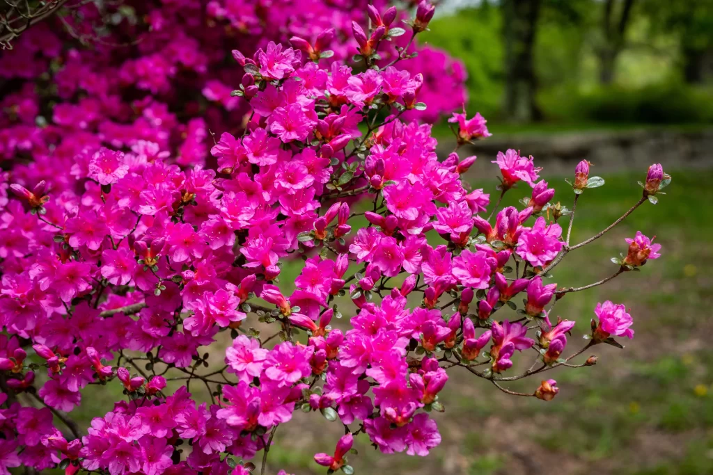 Vibrant Pink Rhododendron Blooming Petals Dense warm Cluster