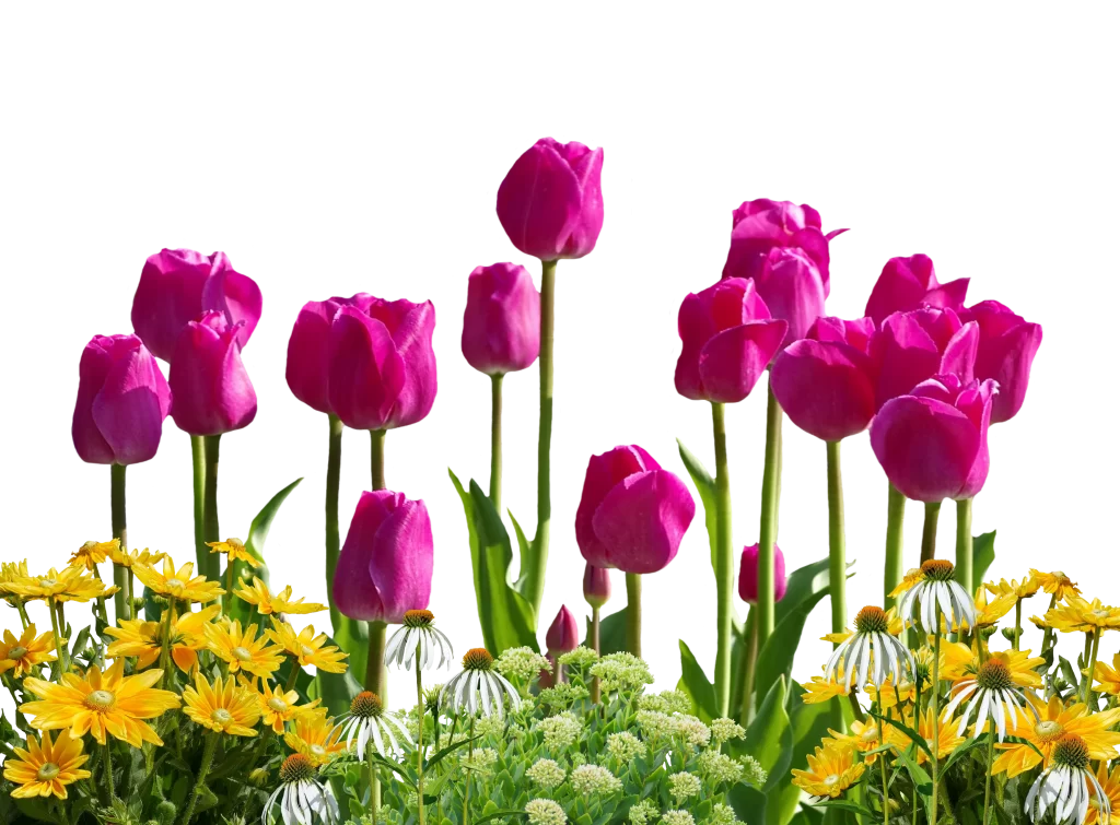 Vibrant Pink Tulip Blooms Green Stems Yellow Daisies White Cones