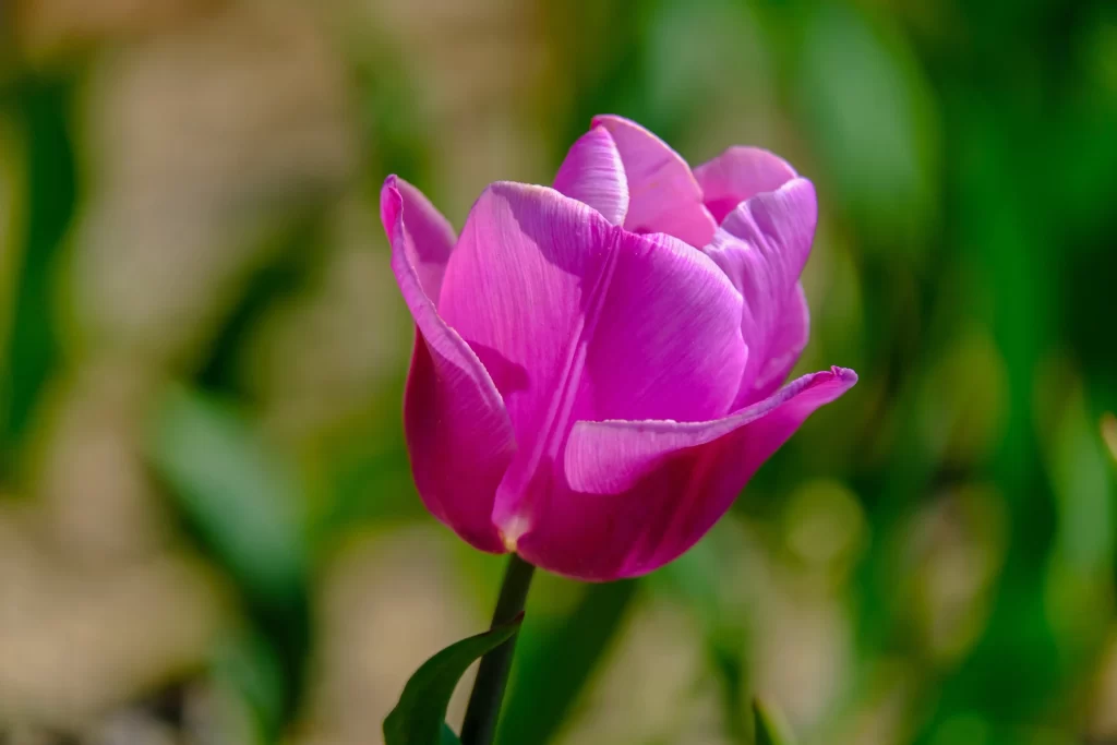 Vibrant Pink Tulip Petals Blooming Nature