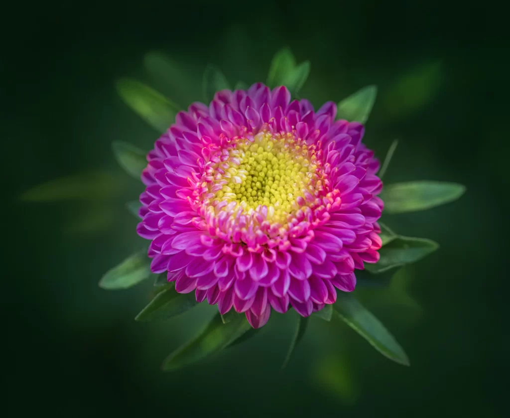 Vibrant Pink Yellow Center Petals Dense Rounded