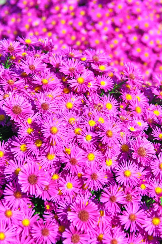 Vibrant Pink Yellow Center Petals Dense Blooming