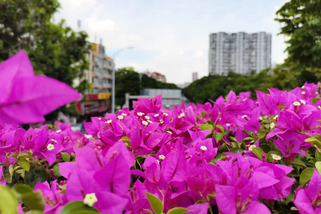 Vibrant Purple Bougainvillea Blooms Urban Greenery