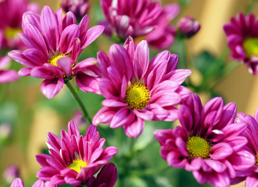Vibrant Purple Chrysanthemum Petals Yellow Center