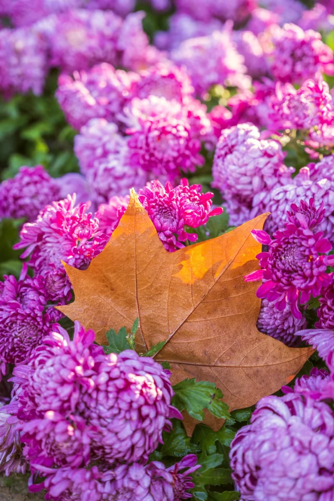 Vibrant Purple Chrysanthemum Petals Dense Cluster Sunlit Leaf