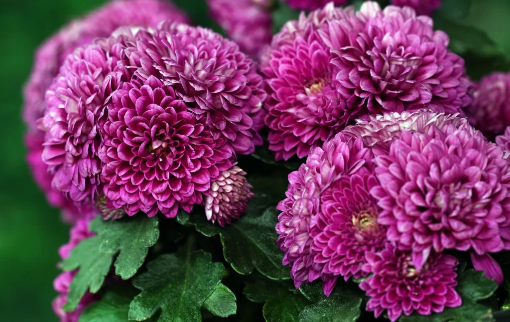Vibrant Purple Chrysanthemum Dense Petals Rounded Blooms Green Leaves