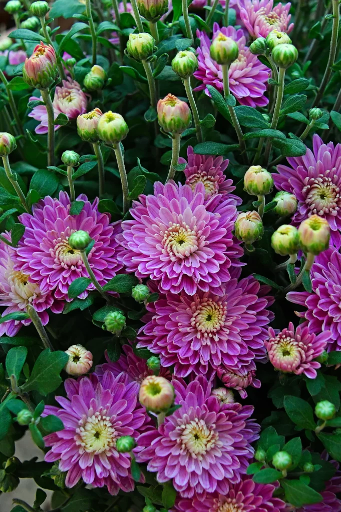 Vibrant Purple Chrysanthemum Blooming Petals Green Leaves