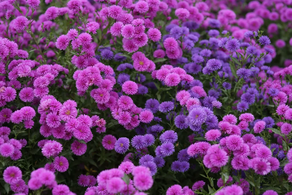 Vibrant Purple Chrysanthemum Dense Blooms Rounded Petals