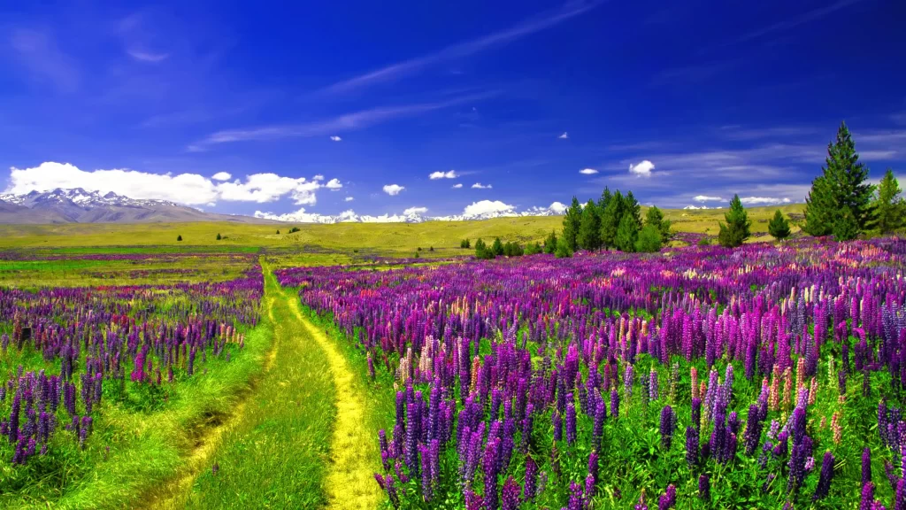 Vibrant Purple Lupine Field Blooming Hills Sky